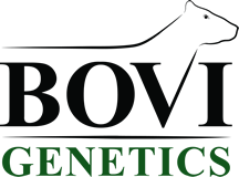 Bovi Genetics